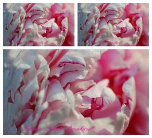 Paeonie Sarah Bernhardt ~ Päonie im großen Topf..Edel Pfingstrose~ Rose des Früh - Bild 1 von 2