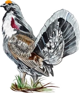 North American USA Dusky Grouse Male Bird Vinyl Decal Sticker Truck RV Camper - Bild 1 von 1