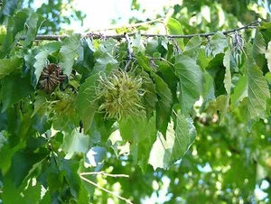 Baum-Hasel Corylus colurna Pflanze 55-60cm Türkische Hasel Haselnuss Baumhasel - Bild 1 von 2