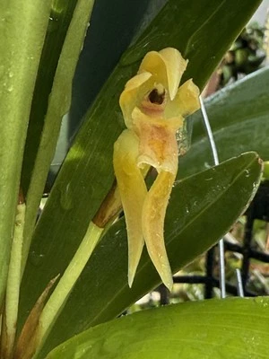 Preciosa especie mexicana - Maxillaria densa Foto 1 de 2