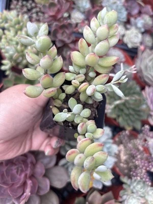 2” Cotyledon ‘Pendens’ Succulent - Image 1 of 3