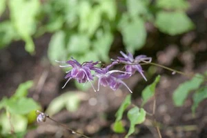Epimedium grandiflorum 'Lilafee', Elfenblume, lila, ca. 9x9 cm Topf - Bild 1 von 2