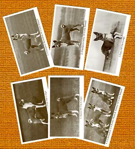 More details for basenji set of six named dog collectable trade cards great gift