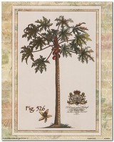 Tropical Palm Tree Vintage Fig 526 Contemporary Wall Decor Art Print (16x20)