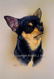 Chihuahua Head Study Print by Robert J. May - Picture 1 of 1