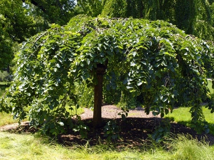 Lauben-Ulme CAMPERDOWNII auf Stamm 180 cm im Container - Bild 1 von 4