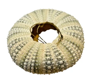 Vintage Muschel Christbaumschmuck grün creme rund 2,25 x 1 cm - Bild 1 von 4