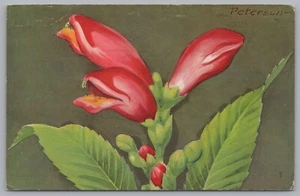 Red Turtlehead, Chelone Obliqua, Up To 4 Feet High, Vintage Post Card. - Picture 1 of 2