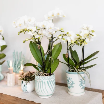 Kolibri Home Malaga-Topf - Türkis, 9cm - Bild 1 von 4