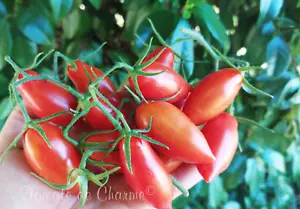 10 graines de tomate Alter Kommunist tomato seeds méth.bio - Foto 1 di 4