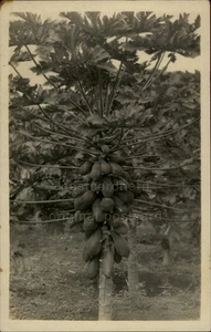 RPPC Hawaii c1910 Papaya Tree Real Photo Postcard 117489 - Picture 1 of 5