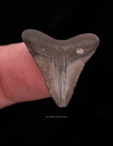 "Fósiles de río Ashepoo diente de tiburón recién nacido Megalodon 1,09"" 0506" - Imagen 1 de 2