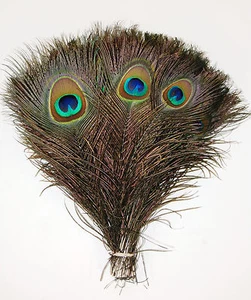 25 piezas COLAS DE PAVO REAL plumas naturales 10-12" (artesanía/vestido/novia/sombreros/Halloween) - Imagen 1 de 4