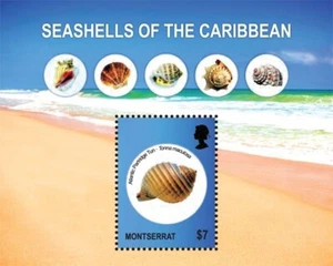 Montserrat 2011 - Caribbean Seashells - Souvenir Stamp Sheet - Scott #1261 - MNH - Picture 1 of 1