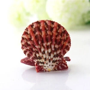 Natural Sea Scallop Shell Conch Prop Photography DIY Fish Tank Aquarium Decor - Picture 1 of 15