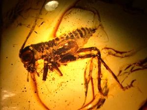 Excelente ninfa de cricket con mosquito hongo en ámbar báltico piedra preciosa fósil - Imagen 1 de 10