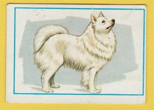 Dogs - Spanish Trade Trading card circa 1977 #75 Samoyed - Picture 1 of 2