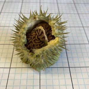 Datura Inoxia SEED Pod Dried Capsule Moonflower Thornapple 2024 Montana Organic - Picture 1 of 14