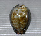Formosa/Seashell/Cypraea Stercoraia 50.5Mm.