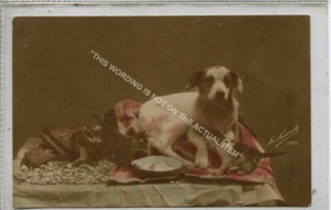 (KLh9515-477) Hund mit Kätzchen, gebraucht G-VG  - Bild 1 von 2