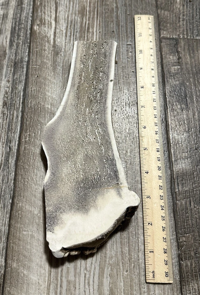 One JUMBO, Split Elk Antler,  Premium Antler Dog Chew From Montana! - Image 1 of 1