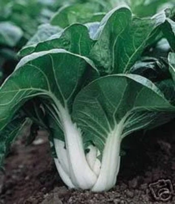SEEDVILLE USA 2000 CANTON PAK CHOI (Bok Choy / Chinese Cabbage) Brassica Rapa Chinensis Vegeta