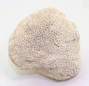 Koralle, Solenaster hyades, Tertiär, Pliozän, Arcadia, Florida, USA-m213 - Picture 1 of 7