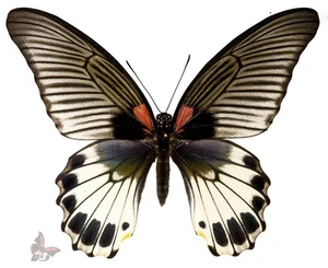 Papilio agenor-white Female with large spots on hindwings,UNMOUNTED butterfly - Picture 1 of 2