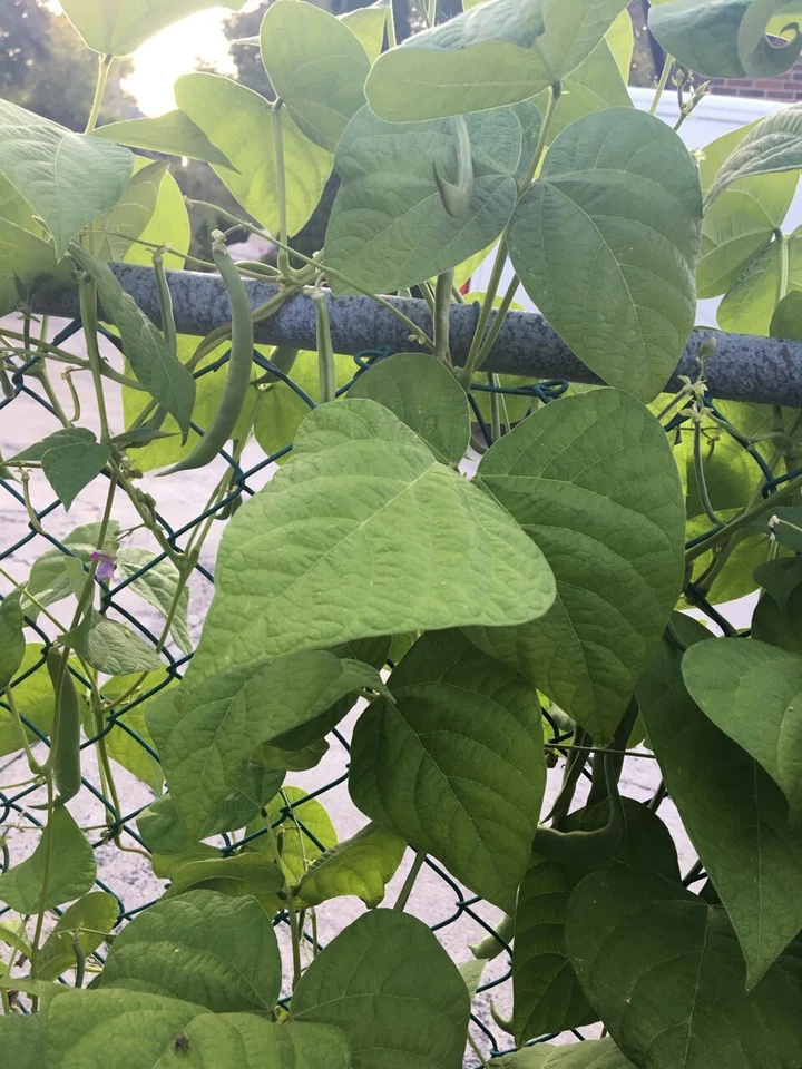 BEANS green vegetable seeds for sale 12 SEEDS from Canadian home Garden. - Image 1 of 1