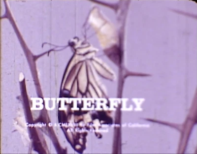 16mm Film - BFA Educational - BUTTERFLY Foto 1 de 4
