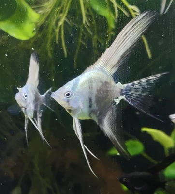 4 peces ángel velo azul ahumado filipino ~ níquel más/menos tamaño (3+1 gratis) Foto 1 de 4