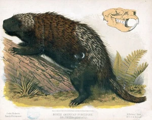 9589.Decoration Poster.Room Wall art.Home decor.Porcupine.Science.Nature artwork - Picture 1 of 1