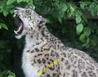 Photo 12X8 Snow Leopard At Paradise Wildlife Park, Hertfordshire Wormley W C2013