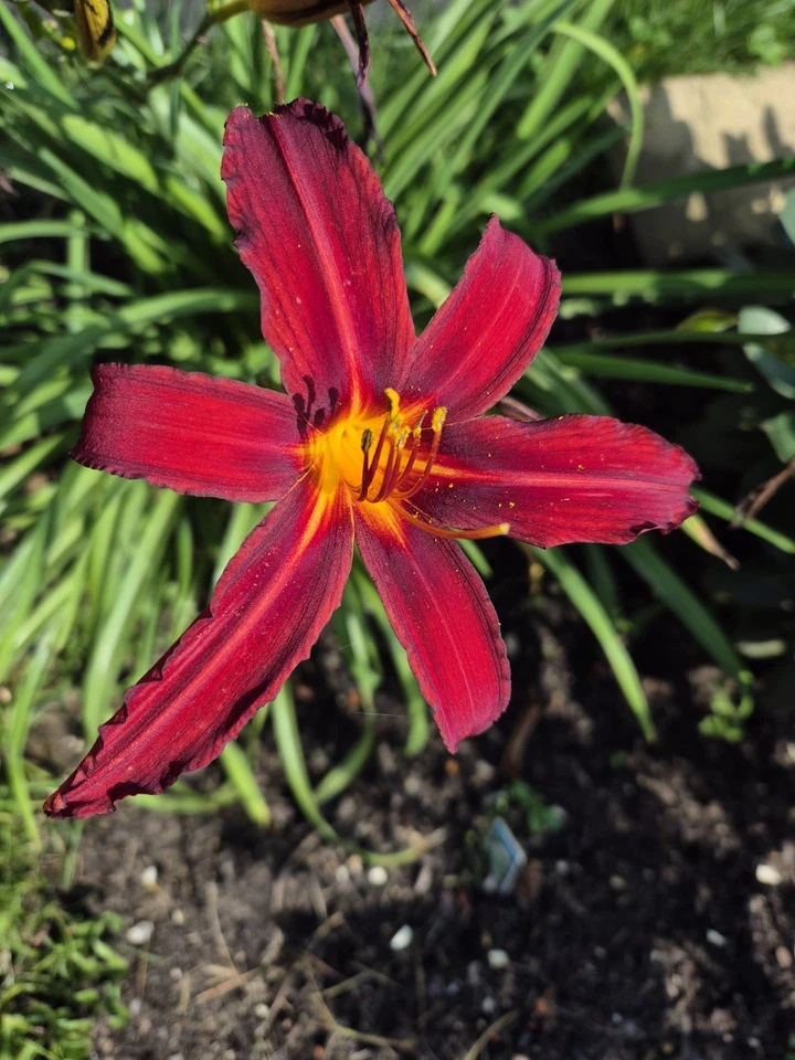 Hemerocallis Taglilie - Bild 1 von 1