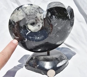 Whole Ammonite Goniatite Mounted on Stand 145mm 350myo Fossil Large 5.7" 4175yy - Picture 1 of 9