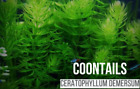 Hornwort (Ceratophyllum demersum) live aquarium plant 1 bunch