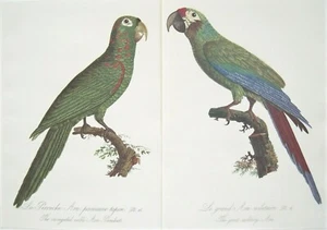 2 Parrot Prints: Limited Edition 516/1000: Levaillant & Barraband: Folio 13 X 9. - Picture 1 of 6