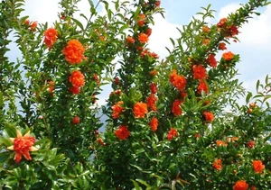 10 x Punica Granatum Nana (Zwerg Granatapfelbaum), Jungpflanzen 30 -40 cm - Bild 1 von 2