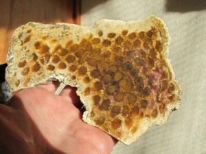 RARE Indonesian agatized fossil coral slice 230 grams - Picture 1 of 8