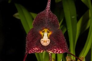 Orchid Species Dracula anthracina Bloom Size Monkey face