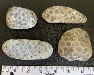 4 Stück GROSSE Michigan Petoskey Steine (Hexagonaria) - natürliche Fossilien SCHÖNHEITEN! 1LB - Bild 1 von 5