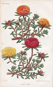 Portulak purslane hogweed Blume Botanik botany Lithograph Revue Horticole 1864 - Bild 1 von 1