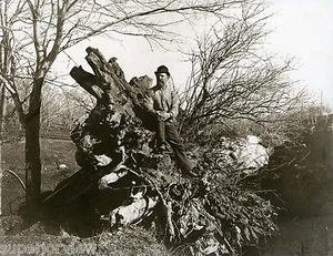 Wo Eisenbergbau begann Baumstumpf Wo Eisenerz gefunden wurde Erste Mine Michigan 1844 - Bild 1 von 1