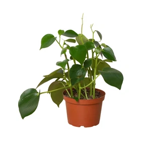 Peperomia 'Gota de lluvia' - Imagen 1 de 7