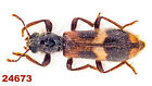 Cleridae sp.   A1, 13 mm, Mounted , 1 pc
