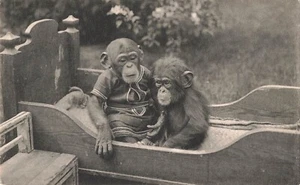 Chimpanzees Postcard Hamburg Germany Hagenbeck's Zoo  c 1908   M3 - Picture 1 of 2