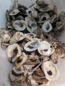 Oyster Shells 2"- 3-½" 120-130 bulk wedding seashell crafting decoupage - Picture 1 of 4