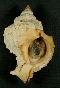 MUREX GLOBOSUS 73.68mm SUPER CHOICE SPECIMEN Amuay Bay, Venezuela - Picture 1 of 2