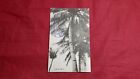 SALE! Postcard Japan Truk Island South Pacific Palm Tree Climb Photo 1920's