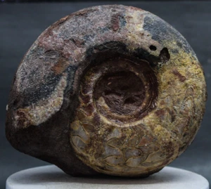 1729g RARE whole Permian GIANT Ammonite Fossil Rough Mollusca Timor - Picture 1 of 10